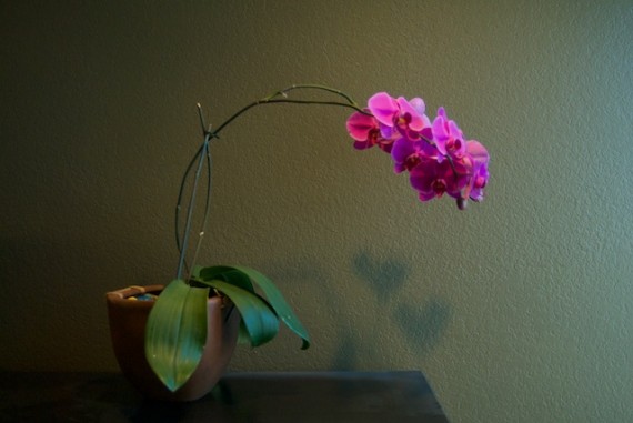 Orchid