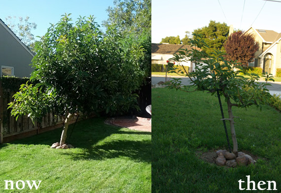 Avocado tree