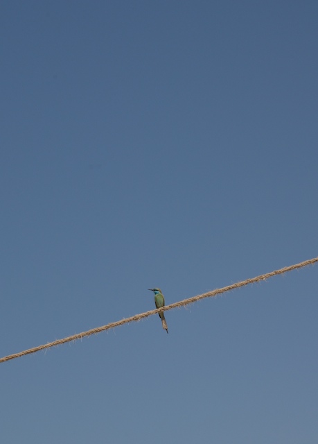 Bird on a..., Sharjah