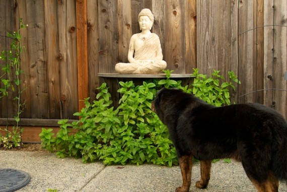Milo Contemplates Buddha