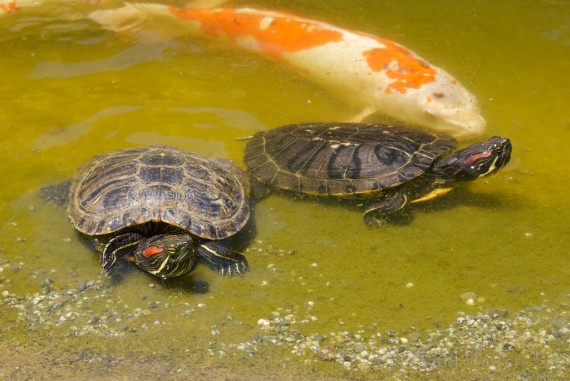 turtle