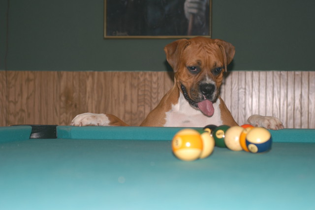 Satchel Plays Pool