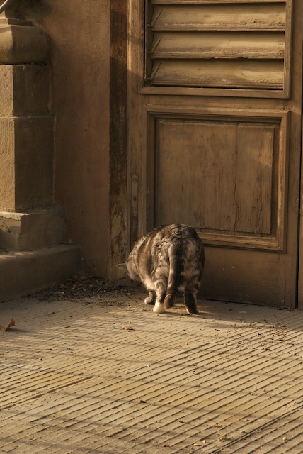 Cats of Bobobli, No. 5