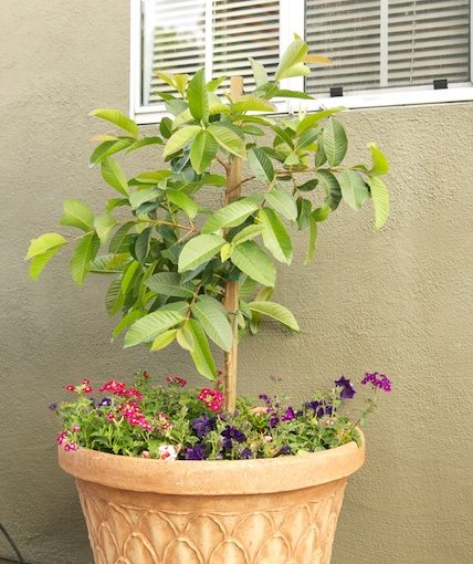 Guava Tree