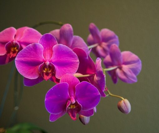 Orchid
