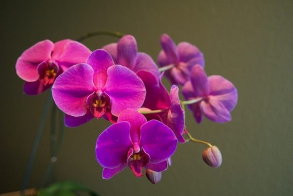 Orchid