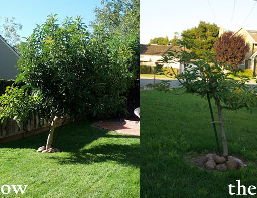 Avocado tree
